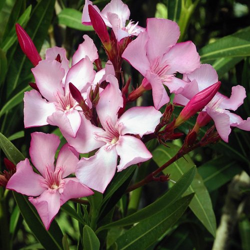 Oleander