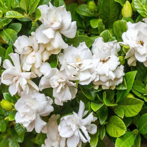 Gardenia