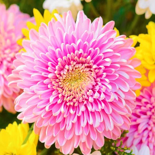 Chrysanthemum