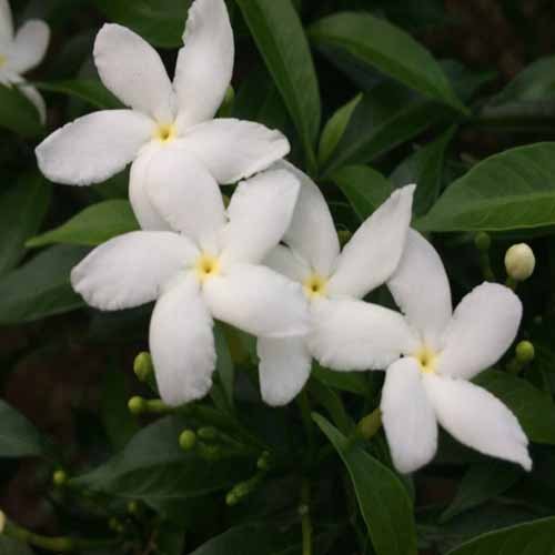 Jasminum Grandiflorum