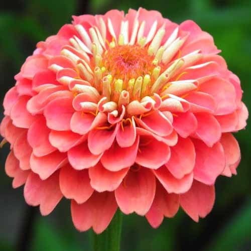 Zinnia