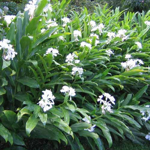 Hedychium coronarium