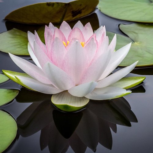 Water Lily