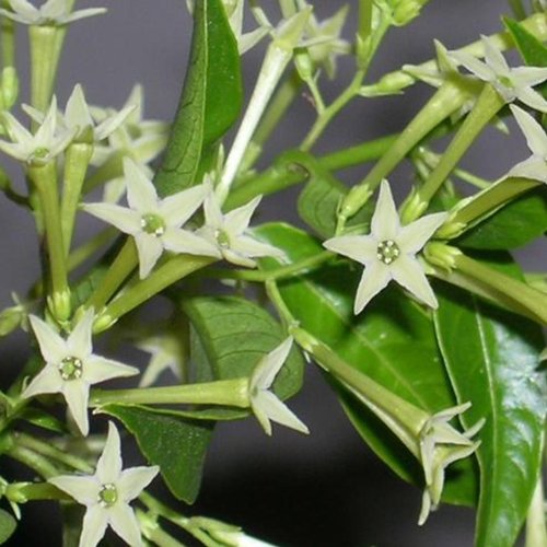 Night flowering jasmine