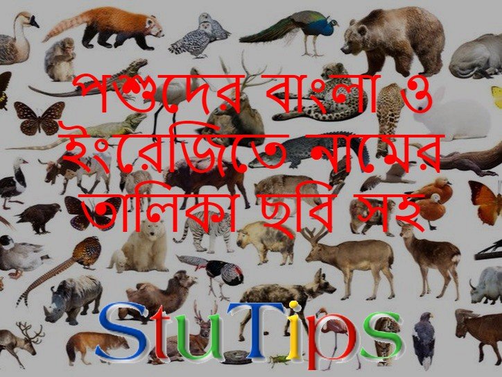 Animals Names A to Z - পশু পাখির বাংলা ও ইংরেজিতে নামের তালিকা ছবি সহ